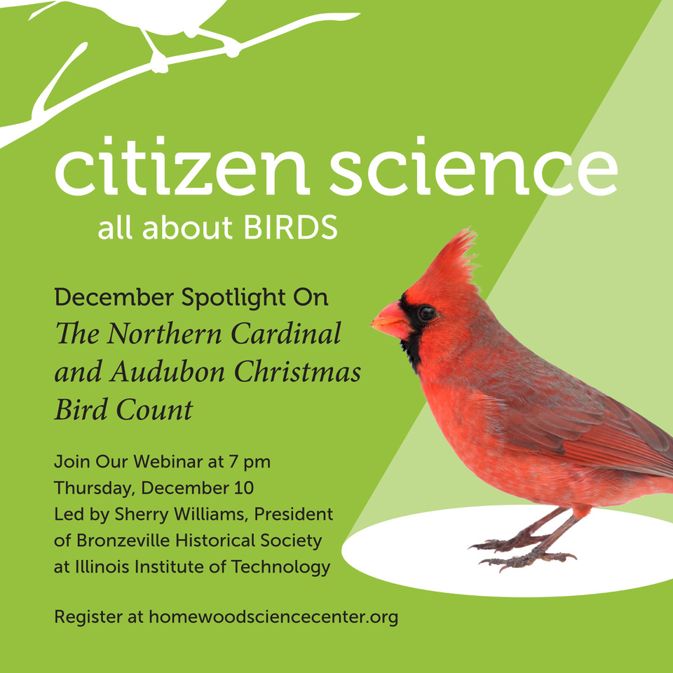 Spotlight On… The Northern Cardinal, Sherry Williams highlights